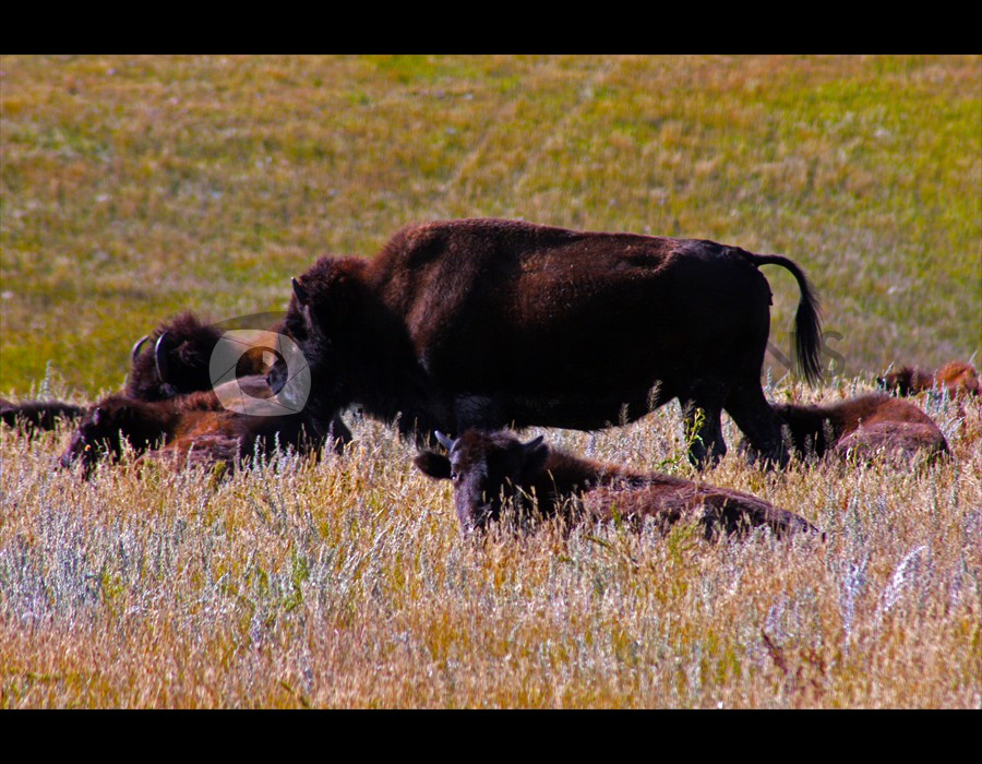 Buffalo Grazing Custer State Park, SD