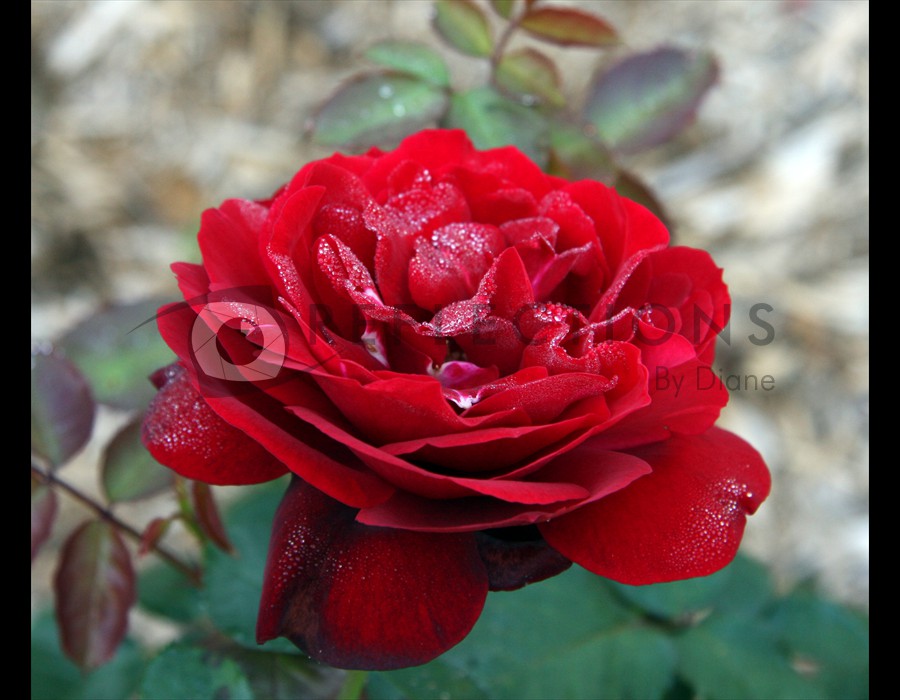 Red Rose with Due